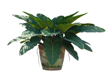 Giant Philodendron or Giant Elephant Ear growing in pot with sunlight isolated on white background included clipping path.
