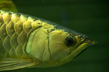 ,High angle view of fish swimming in lake,Full frame shot of koi carps swimming in pond,High angle...