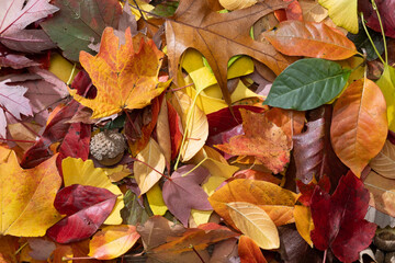 Pile of Colorful Leaves from a Top Down Perspective