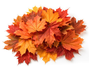 Cluster of autumn maple leaves in red, orange, and yellow hues on white.