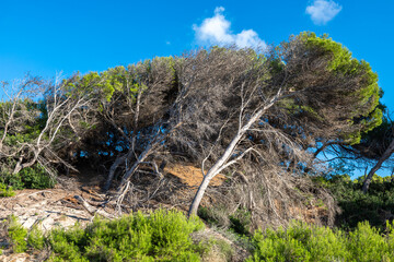 Kiefern in den Dünen bei Cala Mesquida, Mallorca, Spanien