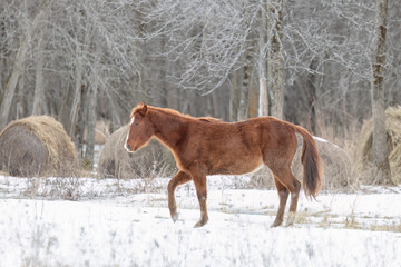 Brown horse walking in a meadow on Wolfe Island, Ontario, Canada