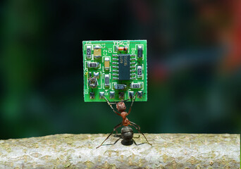 macro of Red Wood Ant (Formica Rufa) carrying a PCB , Microchip or processor