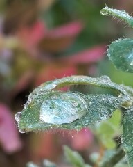La goutte !
