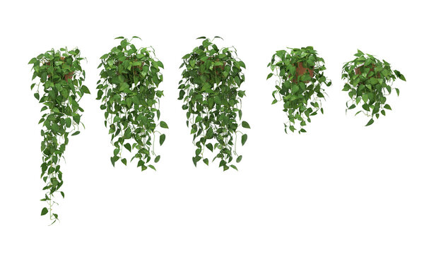 lvy hanging plant element png 