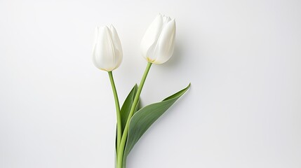 A one stem tulip flower in a white background.