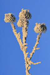 Winter  Frozen echinops thistles plant - 729337509
