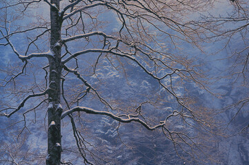 Closeup winter tree branches - 729337788