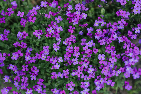 Purple flowers of aubrieta in summer in the garden. Floral background