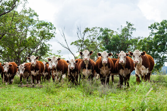Herd of inquisitive Hereford cattle in paddock - newly restocked farm