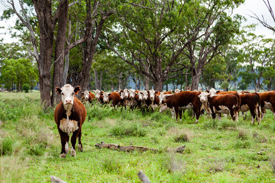 Herd of inquisitive Hereford cattle in paddock - newly restocked farm