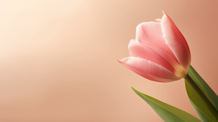 Fototapeta premium women's day background, floral border background