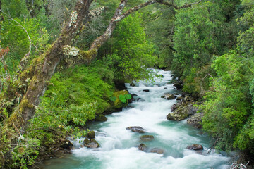 Fluss im Regenwald, Carretera Austral, Chile