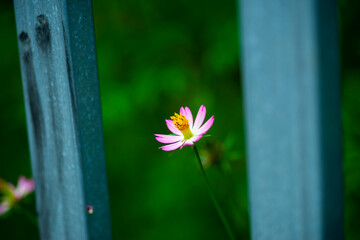 The garden has many types of Sulfur cosmos.The beautiful of Sulfur Cosmos or Yellow Cosmos and...