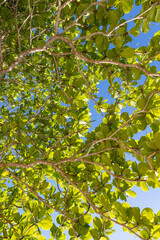 Looking up and seeing the leaves and branches of the chestnut tree against the sun and blue sky during a beautiful day