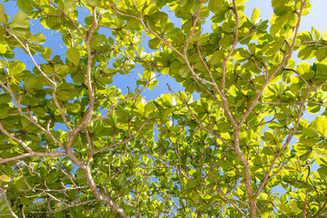 Looking up and seeing the leaves and branches of the chestnut tree against the sun and blue sky during a beautiful day