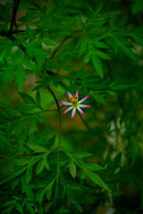 The garden has many types of Sulfur cosmos.The beautiful of Sulfur Cosmos or Yellow Cosmos and...