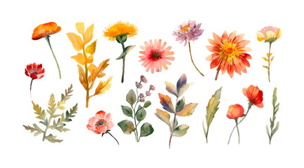 Watercolor wild flowers. Botanic garden elements. Vector isolated illustration