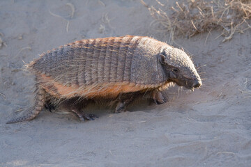 Fototapeta premium Zwerggürteltier (Zaedyus pichiy), Halbinsel Valdes, Argentinien, Südamerika
