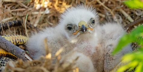 Long-legged buzzard (Buteo rufinus) nestlings are 5 days old, elder's eyes are open. White chicks in the first downy plumage, they don 't hold heads well, sleep a lot. Crimea, Kerch Peninsula. Series