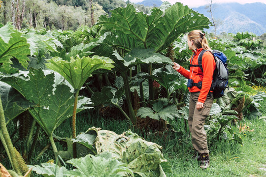 Frau vor Nalca Pflanze (Gunnera tinctoria Mirb.), Nationalpark Pumalin, Chile, S&uuml;damerika