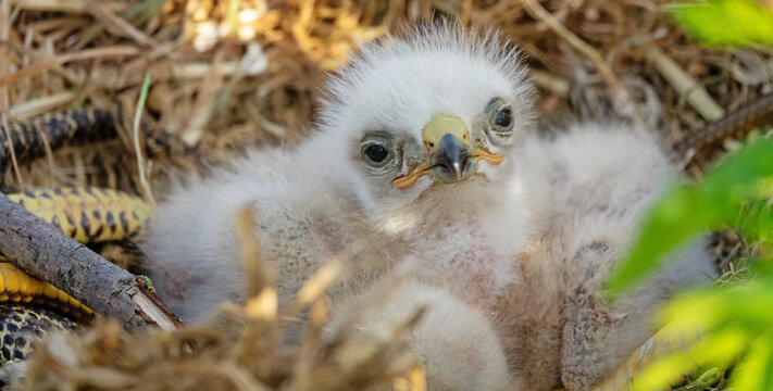 Long-legged buzzard (Buteo rufinus) nestlings are 5 days old, elder's eyes are open. White chicks in the first downy plumage, they don 't hold heads well, sleep a lot. Crimea, Kerch Peninsula. Series