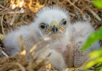 Naklejka premium Long-legged buzzard (Buteo rufinus) nestlings are 5 days old, elder's eyes are open. White chicks in the first downy plumage, they don 't hold heads well, sleep a lot. Crimea, Kerch Peninsula. Series