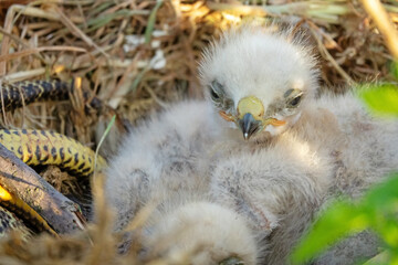 Naklejka na ściany i meble Long-legged buzzard (Buteo rufinus) nestlings are 5 days old, elder's eyes are open. White chicks in the first downy plumage, they don 't hold heads well, sleep a lot. Crimea, Kerch Peninsula. Series