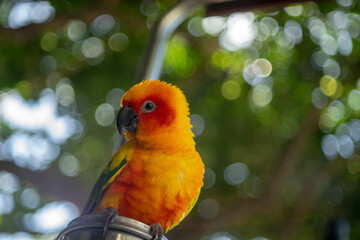 Pilpintuwasi Butterfly Farm & Amazon Animal Orphanage. It's a non-profit organization dedicated to protecting animals affected by the poaching and trafficking industry which thrives in Iquitos.
