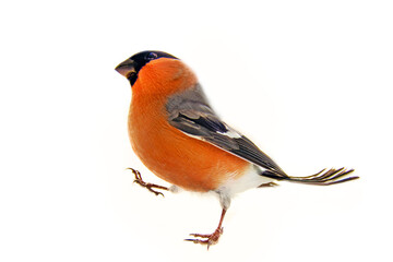 Eurasian bullfinch (Pyrrhula pyrrhula) male. Isolated on white background. Perky bird