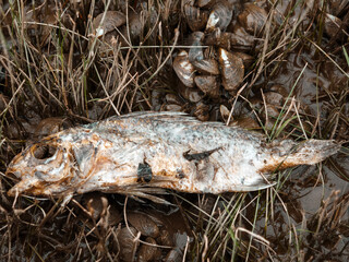 Dead fish perch in the foam. Poisoning of marine fauna, many dead fish on the beach coast