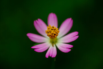 Yellow imitation flowers have wheel-toothed leaves and yellow petals. The garden has many types of flowers.The beautiful of Sulfur Cosmos or Yellow Cosmos and green leaf is background, Cosmos sulphure