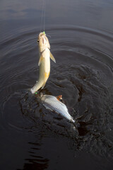 Roach. Gambling fishing on the river in the evening. Leger rig evening biting, bottom line set up....