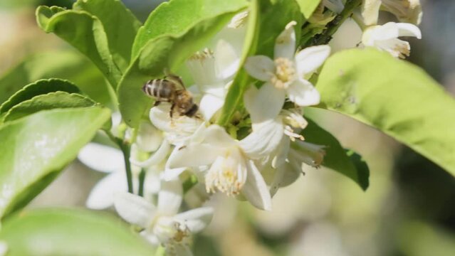 Abeja en flor de azahar