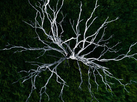 Branches of a dead white tree stark against green grass