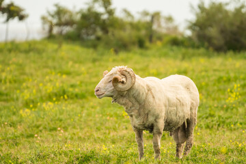 Obraz premium Merino sheep breed in a field concept farm animals or livestock in Western Cape, South Africa