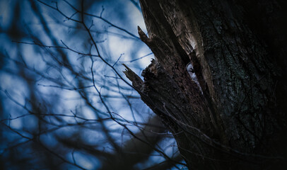 A Strix aluco owl peeks out of its cavity in a tree, lurking for food and mysterious eyes stalk...