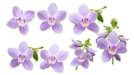 Fototapeta na wymiar Orchid and Floral Collection: Stunning Flowers, Buds, and Leaves on Transparent Backgrounds - Ideal for Perfume, Essential Oil, and Garden Designs!