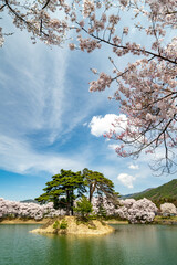 Fototapeta na wymiar 六道堤の桜