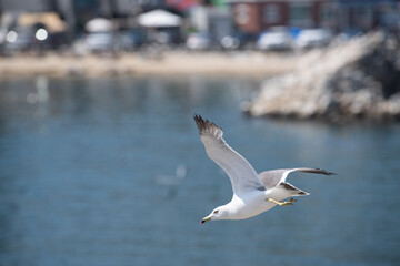Seagulls flying over the sea and fishing villages
