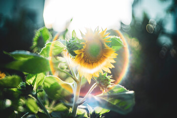 Helianthus Annuus is lighter yellow, the whole garden has hundreds of Helianthus Annuus blooming simultaneously in the morning.
Helianthus Annuus are yellow, the petals are large,