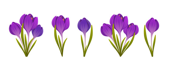 Collection of crocuses. Set of spring purple crocuses. Vector illustration isolated on white background.