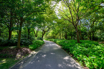 footpath in the park