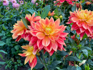 Beautiful vibrant yellow red Dahlia flowers in summer autumn garden close up, floral wallpaper background with dahlias
