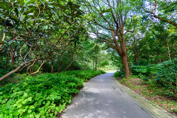 path in the park