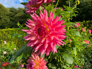 Beautiful vibrant pink decorative Dahlia flowers in summer autumn garden close up, floral wallpaper background with dahlias