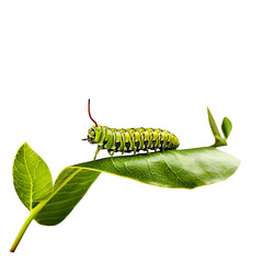 caterpillar on a leaf