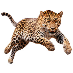 leopard leaping