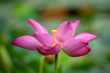 Fototapeta premium A big pink red flower in full bloom