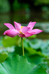 Obraz premium pink lotus flower